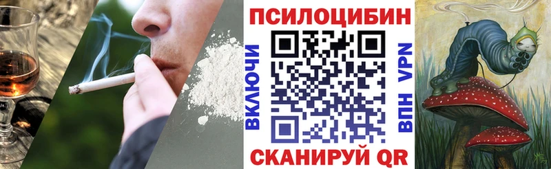где найти   Чкаловск  блэк спрут ссылки  Псилоцибиновые грибы мицелий 